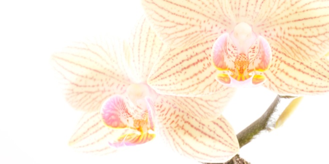 C0002 - Orchidee, Phalaenopsis