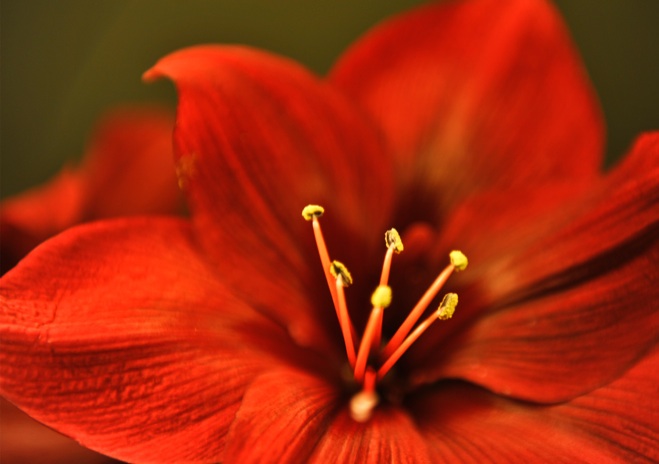 D0009 - Amaryllis
