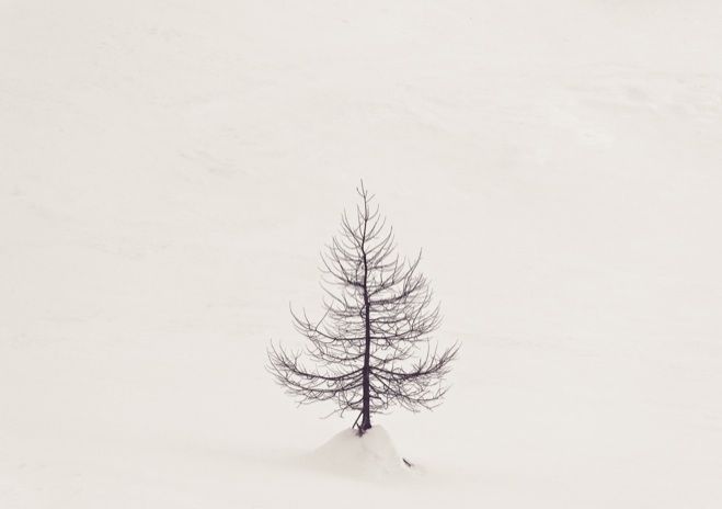 D0011 - Lärche im Schnee