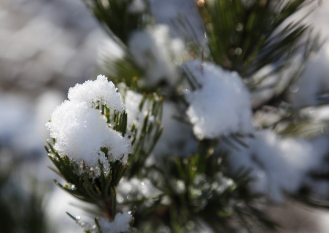D0015 - Erster Schnee Kandersteg
