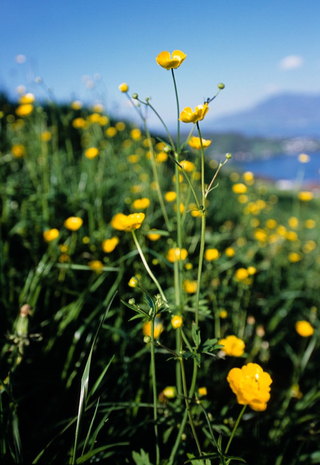 E0001 - Hahnenfuss