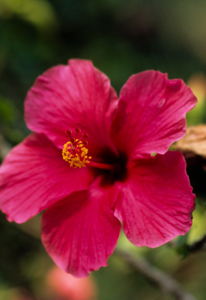 E0002 - Hibiskus