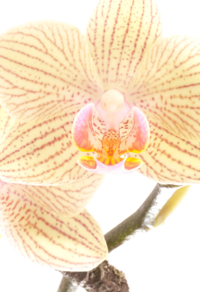 E0003 - Orchidee