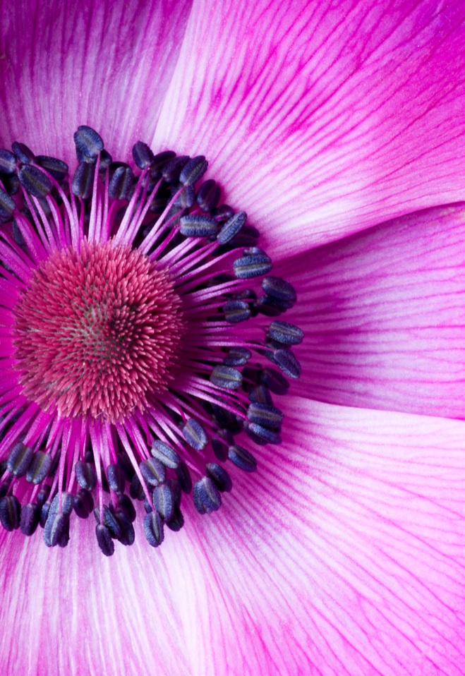 E0004 - Anemone