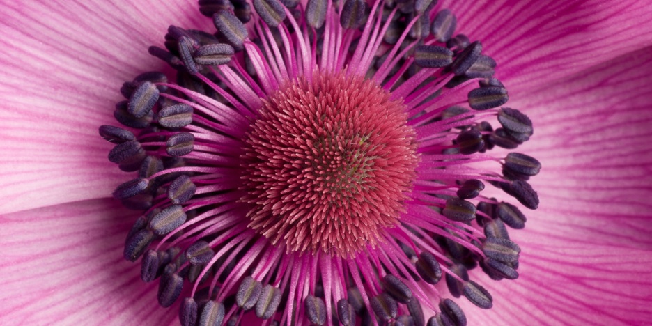 F0012 - Anemone